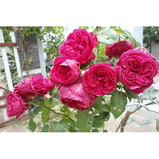 [TẶNG.KÍCH.RỄ] HOA HỒNG LEO RED EDEN