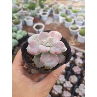 SEN ĐÁ HỒNG MẬP🌵SIZE6CM🌵 💎 |FREESHIP| 🔥 XUẤT XỨ ĐÀ LẠT, ĐÃ THUẦN KHÍ HẬU, SIÊU KHOẺ ĐẸP 🔥LỖI 1 ĐỔI 1