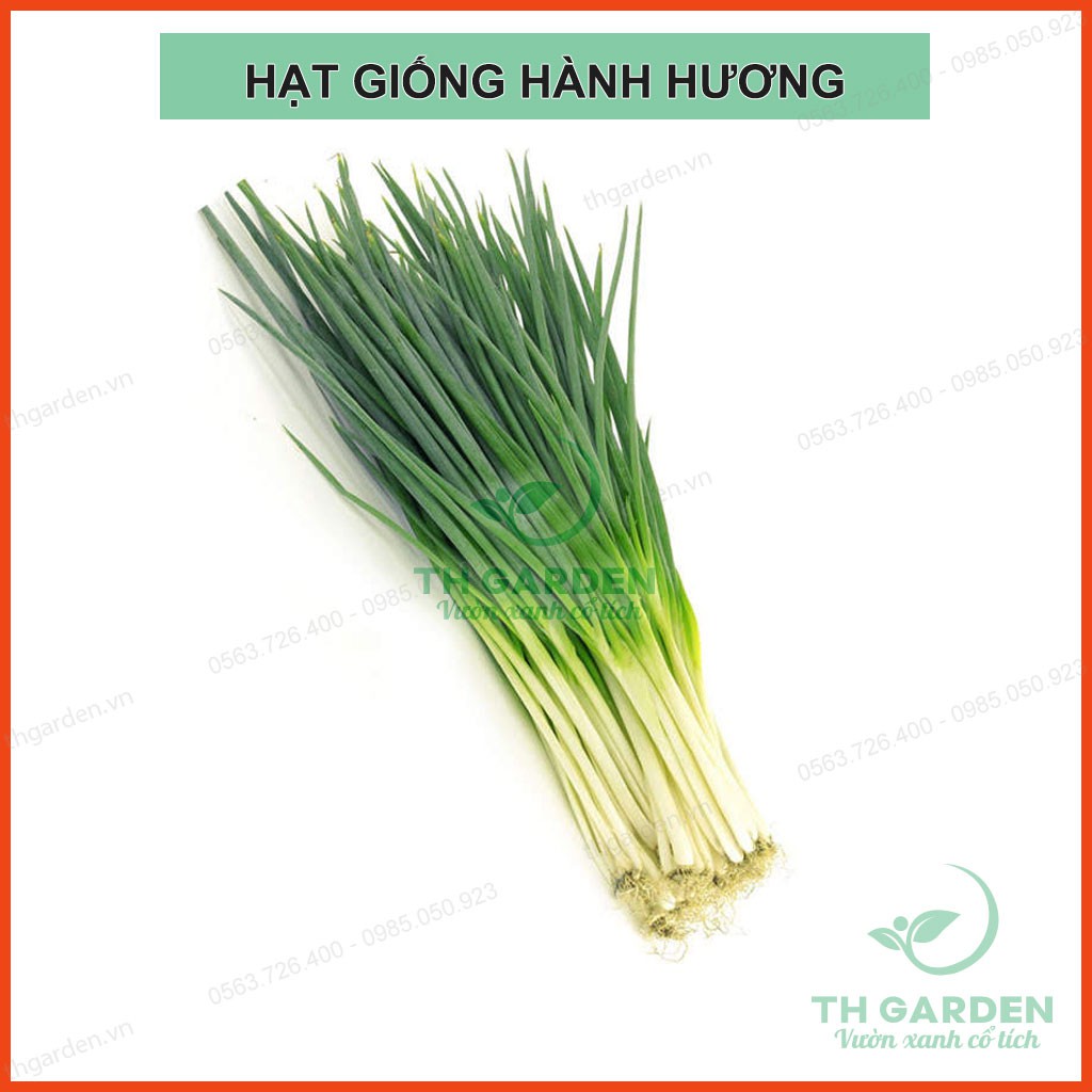 10Gram - Hạt Giống Hành Lá ( Hành Hương) Cao Sản - Rất Dễ Trồng Tại Nhà