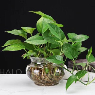 Cóng cá thủy tinh trang trí - 18cm & 25cm