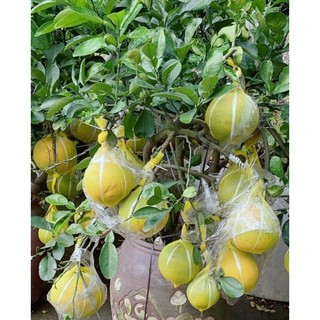 Cây Bưởi Da Xanh Trồng Chậu