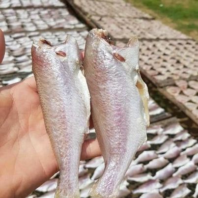 Khô cá đù 1 nắng - giá sỉ 1 kg