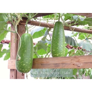 Hạt giống bầu sao ngắn CN