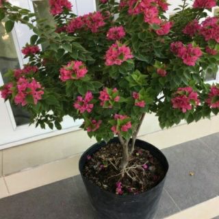 Cây hoa giấy mỹ hình tự chụp