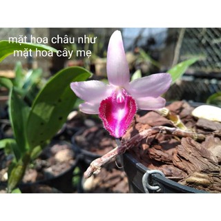 Một chậu lan Châu như hàng gieo hạt năm 2