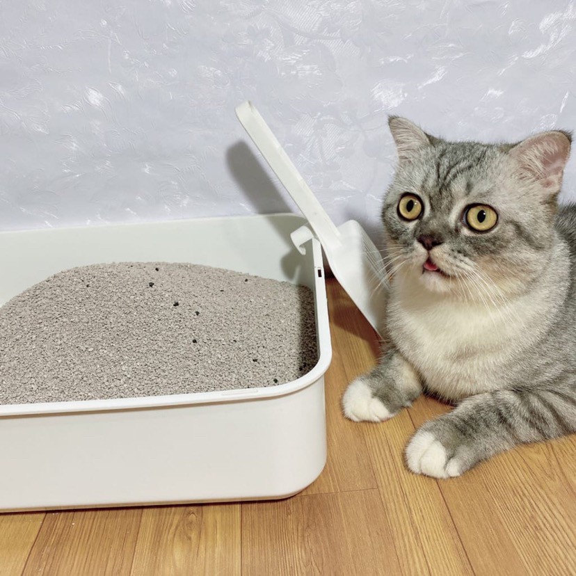 [TPHCM] Cát vệ sinh cho mèo hương thơm dịu 2kg