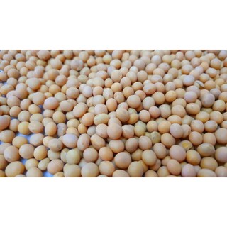 Đậu Nành Canada túi 1kg
