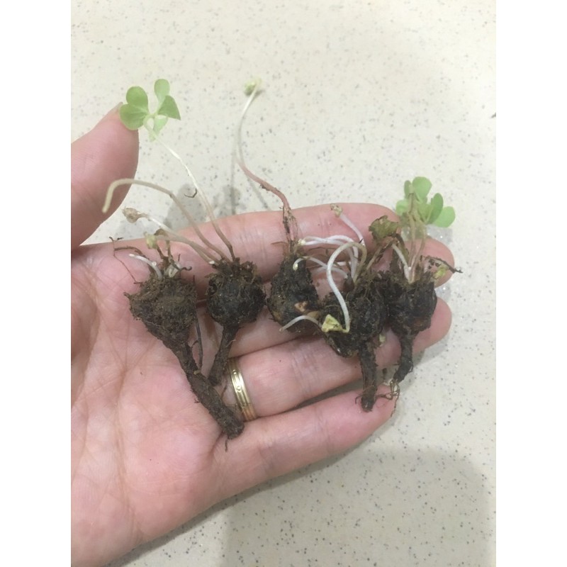 Oxalis articulata - Cỏ 3 lá