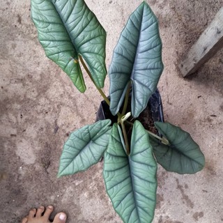 Dụng cụ hỗ trợ mẹ cho bé uống sữa