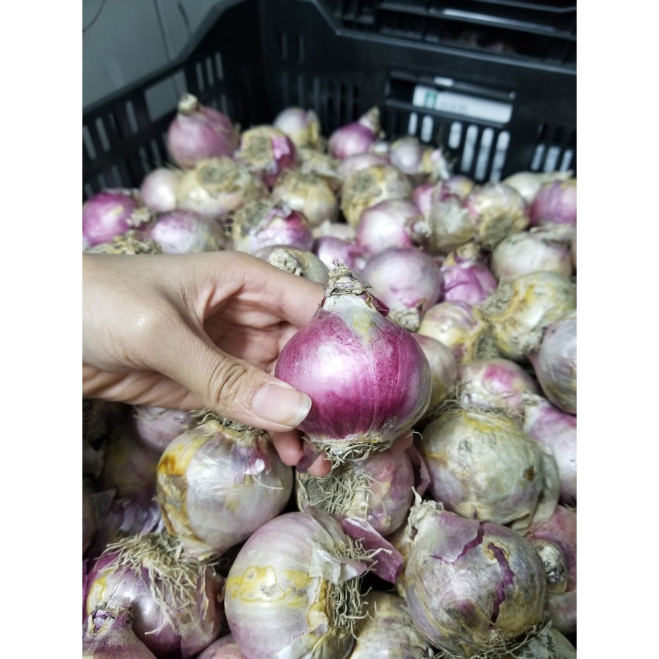 Củ HOA TIÊN ÔNG đã kích mầm
