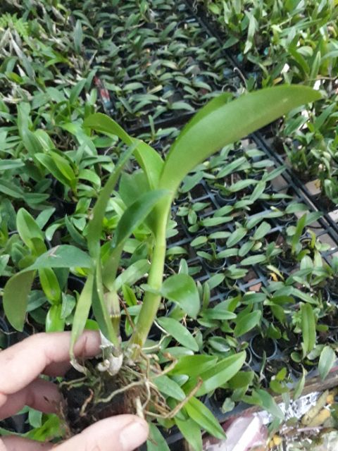 Denro nắng hoán long