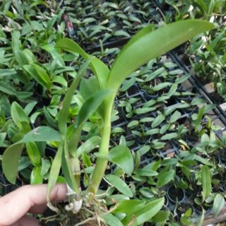 Denro nắng hoán long