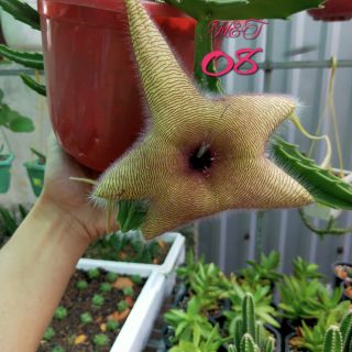 Cây Sao Biển (08)