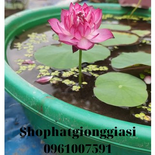 (Đã Cắt Đầu) Sen Mini Full Màu ( Hàng Loại 1 )