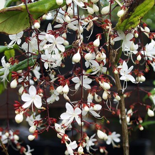 พืช "Da Ngoc Minh Chau" - ดอกไม้ Tet นำโชคลาภมาให้
