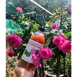 Combo 5 chai dịch chuối trứng sữa kích mầm, kích hoa cho hoa hồng, hoa lan, rau sạch.