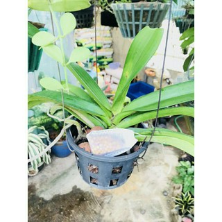 100 túi lọc đựng phân tan chậm kích thước 5-7cm