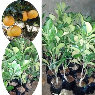 Cây giống bưởi lùn tứ xuyên