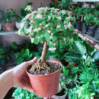 Cành Vàng Lá Ngọc Cổ Thụ