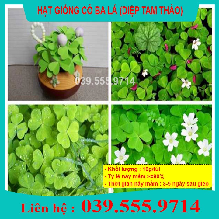 Hạt Giống Cỏ Ba Lá - gói 50gram- Cỏ may mắn giúp trang trí sân vườn, bồn cây, để bàn