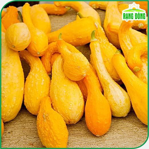 Hạt giống Bí Thiên Nga thịt dày, màu vàng, ngọt, trồng quanh năm (gói 5 hạt) - Hạt giống Rạng Đông