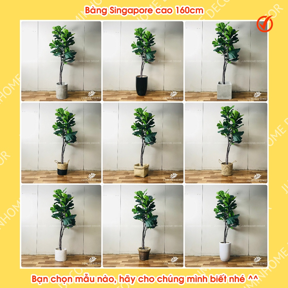 Cây giả, cây bàng singapore giả - Cây giả decor trang trí nhà cửa nội thất phòng khách phòng ngủ