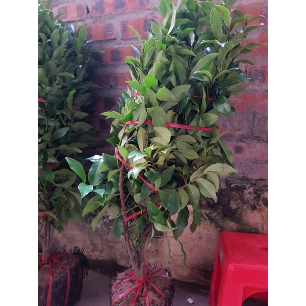 Cây hoa lan tiêu hay cây hoa hàm tiếu, dạ hợp hương