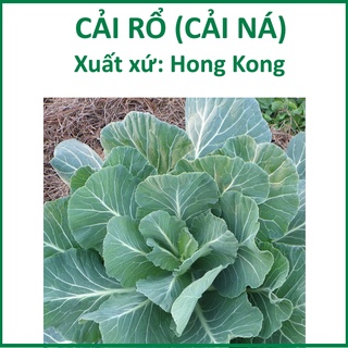 Hạt giống cải rổ 10gr - cải ná, cải cải collard, cải rổ - xuất xứ hongkong