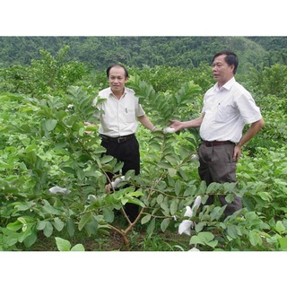 Cây Giống Ổi không hạt Phugi