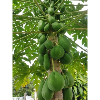 Cây giống đu đủ ruột đỏ ngọt