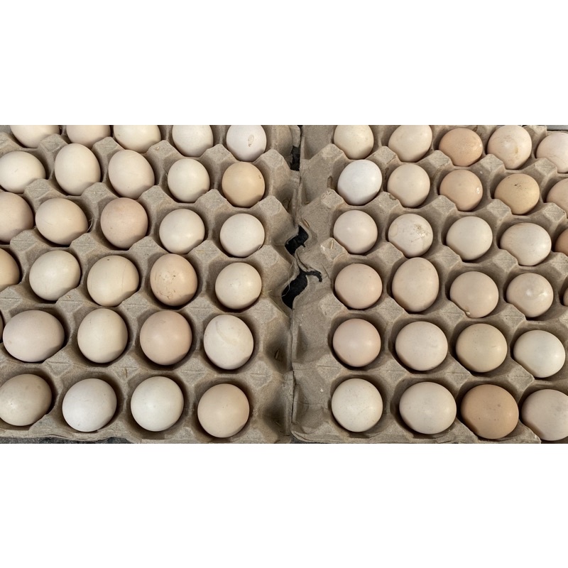 TRỨNG GÀ TA CHỤC