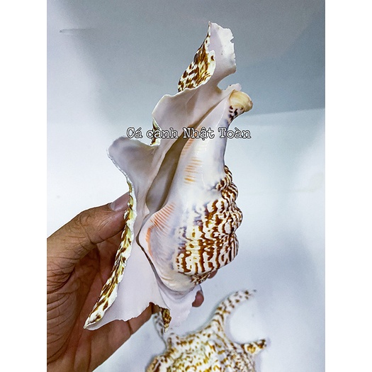 VỎ ÓC, SÒ TRANG TRÍ BỂ CÁ CẢNH SIZE TO HƠN BÀN TAY