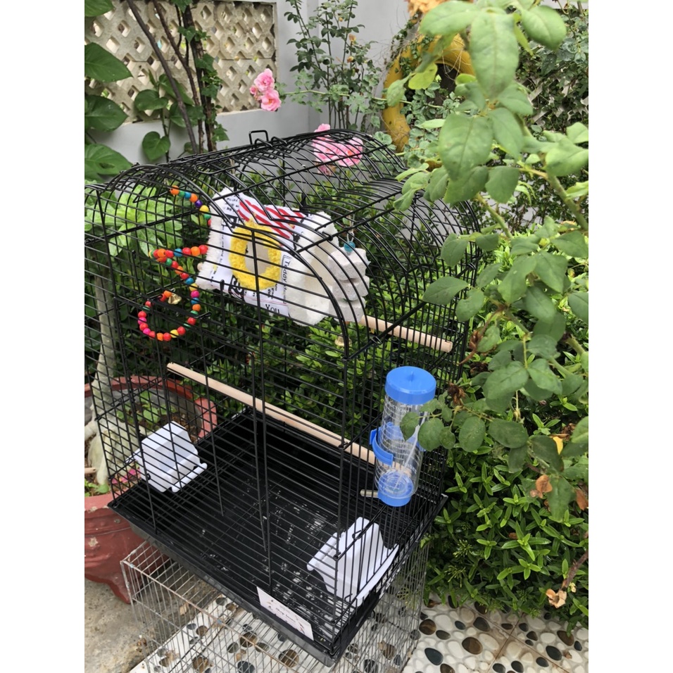 Chuồng nuôi chim, vẹt lovebird , cockatiel , greencheek , sun , ngực hồng , monk...