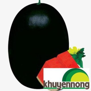 Hạt giống quả dưa hấu đen ruột đỏ 10 hạt