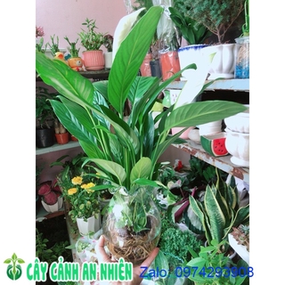 Lan ý thuỷ sinh có kèm chậu