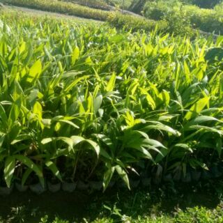 5 Cây Cau Kiểng Giống