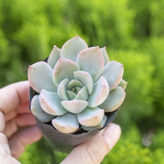 Sen đá kim lam 5-7cm - Vườn sen đá