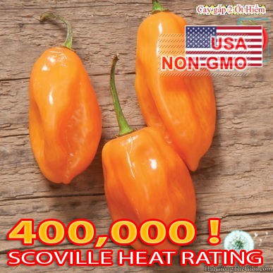 5h Hạt Giống Ớt Cay Habanero Scoville 350k (A2.102| C2*W41)