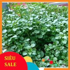 Hạt giống rau cải xoong ( xà lách xoong) TẾT KHUYẾN MẠI