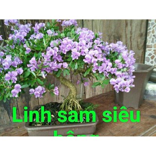 CHẬU BON SAI LINH SAM--SIÊU ĐẸP
