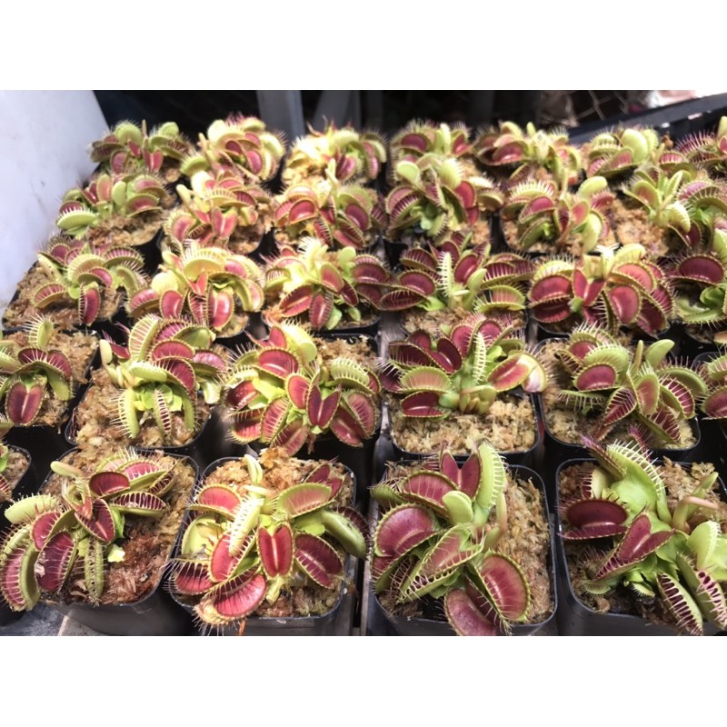 Cây bẫy kẹp bắt mồi - Venus Flytrap