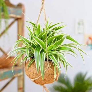 [ Cây Nội Thất ] Cây cỏ nhện, cây dây nhện ( 5k/cây mua 5 tặng 1) - bầu đất, không chậu