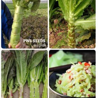 [PWL SEEDS] CELTUCE - NGỒNG DIẾP NẾP, HẠT GIỐNG 500+ HẠT/ỐNG