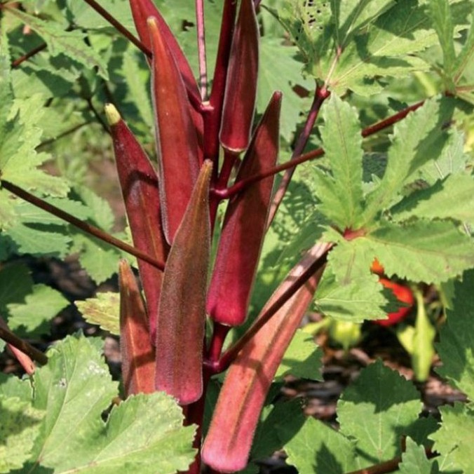 Hạt giống đậu bắp đỏ (tặng phân)