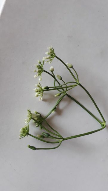 1 kg cỏ điểm ngẫu nhiên