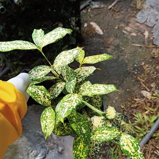Cây trúc đốm, trúc Nhật đốm, Dracaena godseffiana - Summer Garden