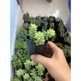 sen bầu Đà Nẵng