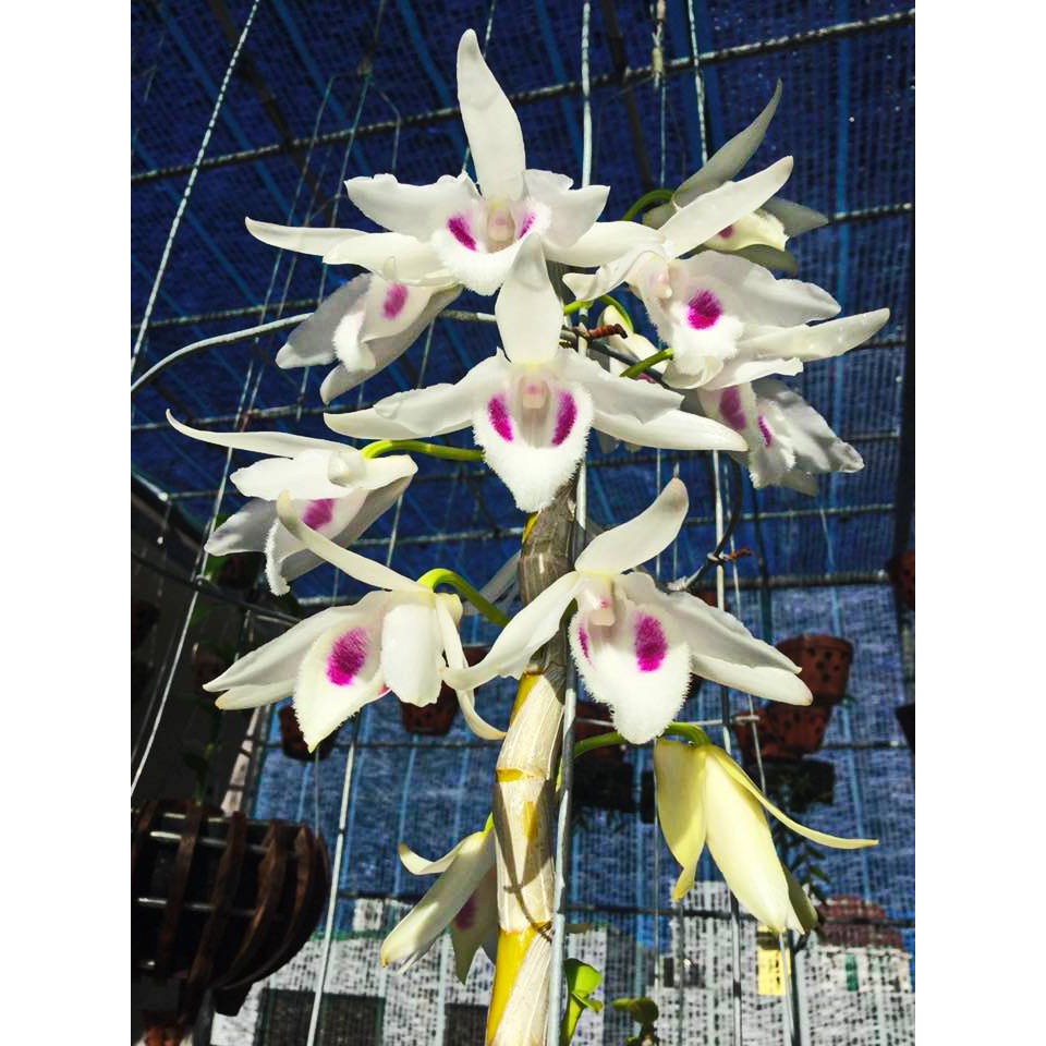 Hoa lan 5ct Phú Thọ gh