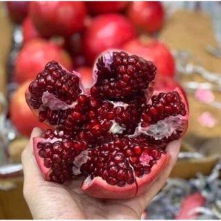 Cây lựu đỏ Ấn Độ cao sản - 1 chậu