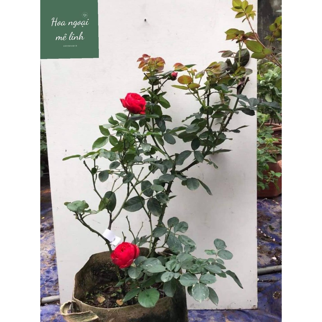 Hoa hồng ngoại red apple sắc đỏ tươi siêu đẹp-Hoangoaimelinh